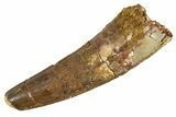 Fossil Spinosaurus Tooth - Feeding Worn Tip #344582-1